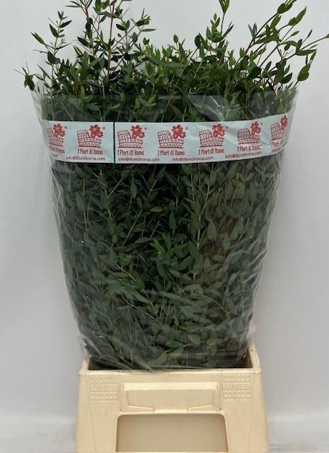 <h4>EUC PARVIFOLIA BUND 200gr</h4>