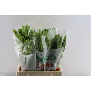 Ornithogalum Thy Milky Way White