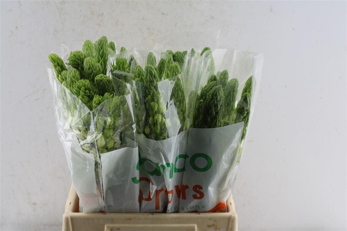 <h4>Ornithogalum Thy Milky Way White</h4>