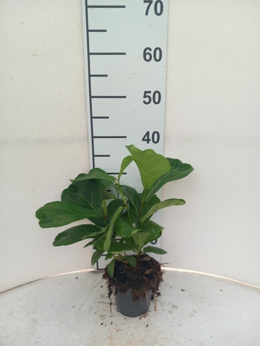 <h4>FICUS LYRATA</h4>