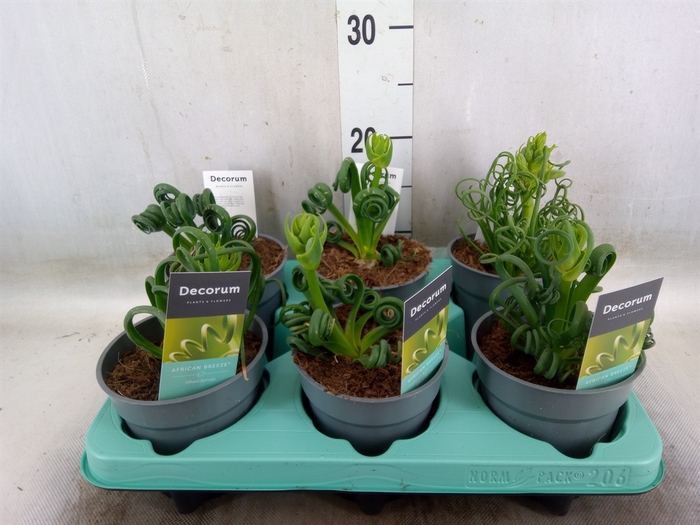 <h4>Albuca spiralis 'Frizzle Sizzle'</h4>