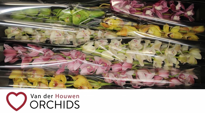 <h4>Gemengd 80 cm x 8</h4>