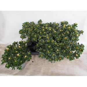 RHODO SI WEISSE SACH