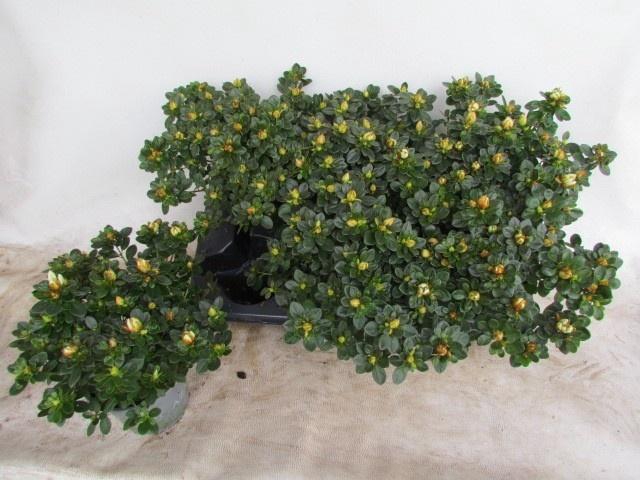 <h4>RHODO SI WEISSE SACH</h4>