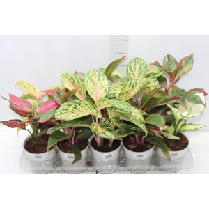 AGLAONEMA VARIADA P12