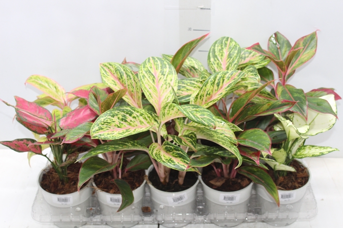 <h4>AGLAONEMA VARIADA P12</h4>