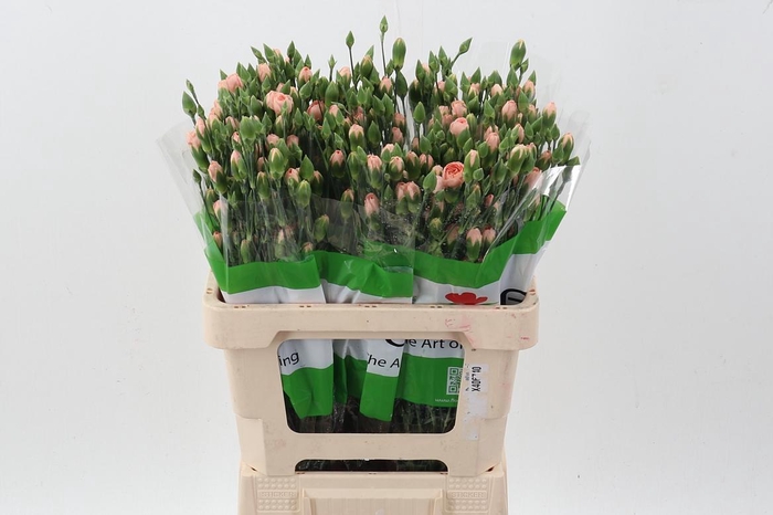 <h4>Di Tr Hamada x20</h4>