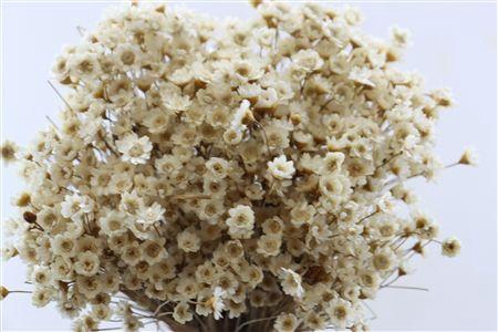 <h4>Dried Glixia Natural Bunch</h4>