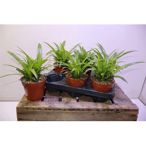 arr8 Chlor Com Lemon