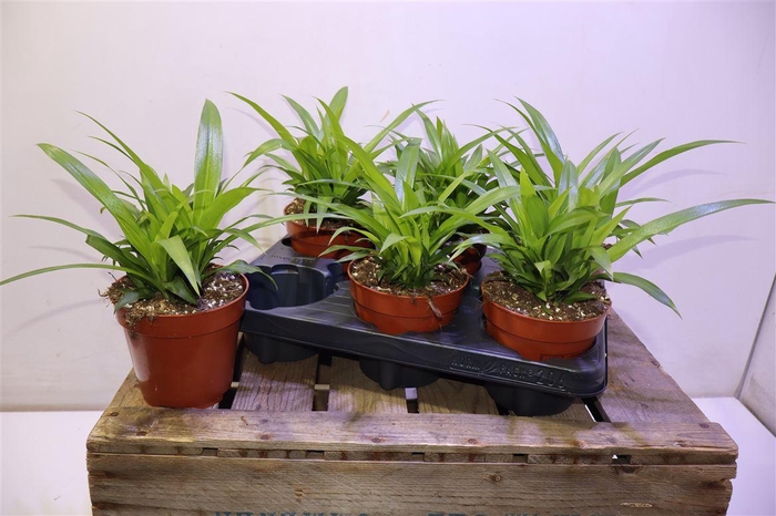 <h4>arr8 Chlor Com Lemon</h4>