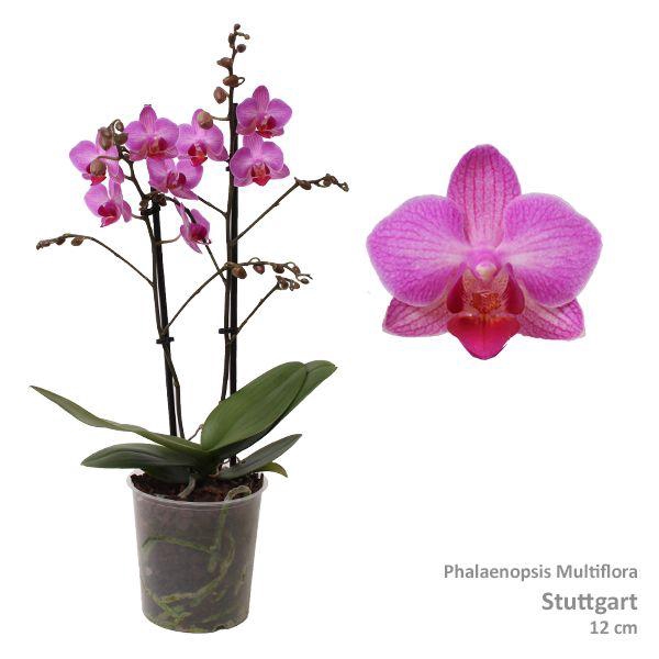 <h4>Phal. Multiflora "Stuttgart" 2-tak</h4>