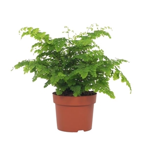 Adiantum Fritz-Luthi 12cm