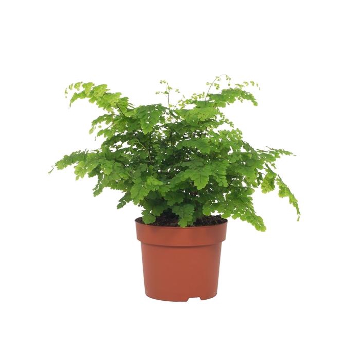 <h4>Adiantum Fritz-Luthi 12cm</h4>