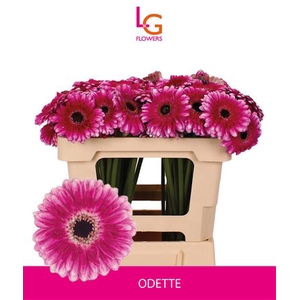 GE MI ODETTE