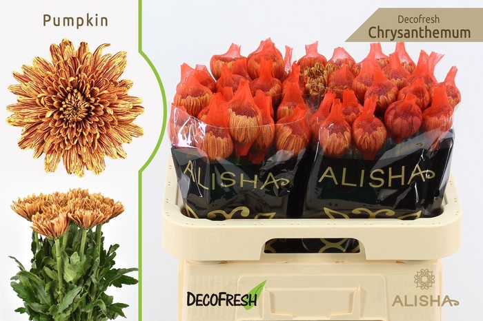 <h4>CHRYS Pumpkin</h4>