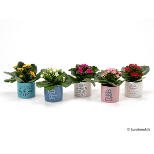 KALANCHOE BLOSSF p6 E 3065