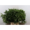 Pistache Spa 60cm P Bunch