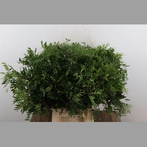 Pistache Spa 50cm Jadam P Bunch