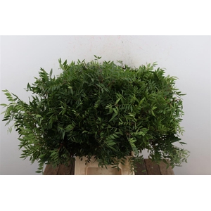 Pistache Hndg 50cm P Bunch