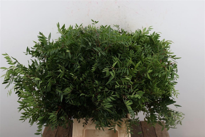 <h4>Pistache Hndg 50cm P Bunch</h4>