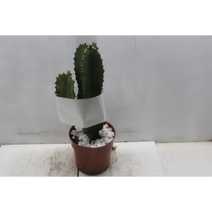 CACTUS EUPHORBIA MANDACARU P17