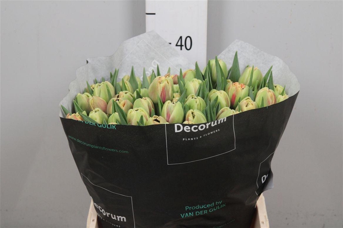 <h4>Tu Du Marax Pride</h4>