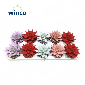 Echeveria Paint Love Mix