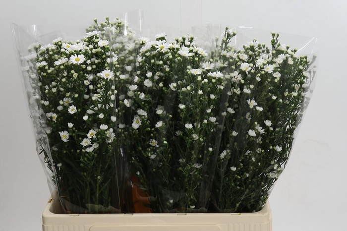 <h4>Aster Paquita</h4>