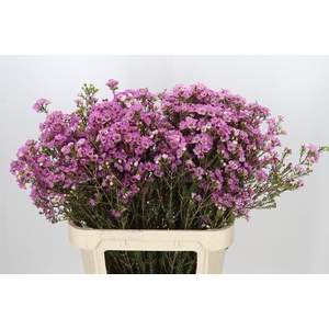Chamelaucium Adi