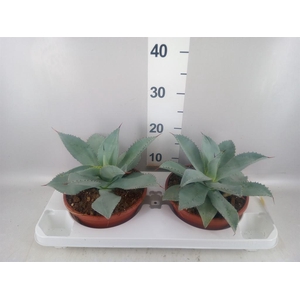 Agave potatorum