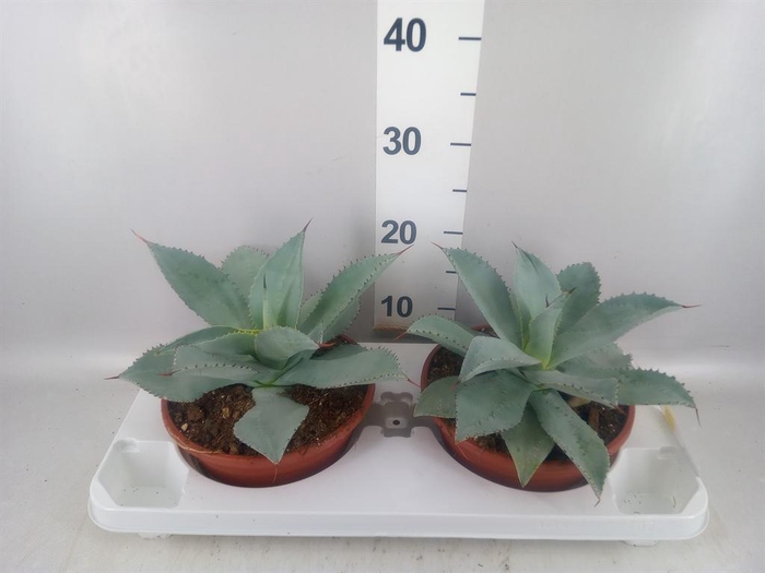 <h4>Agave potatorum</h4>