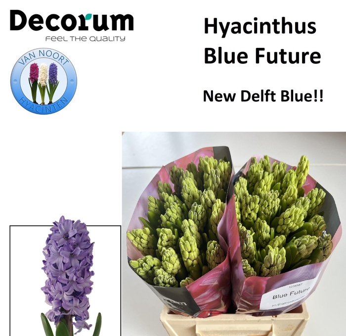 <h4>HYAC BLUE FUTURE</h4>