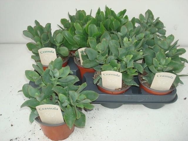 <h4>CRASS ARBOR CURLY</h4>