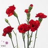 Dianthus Sp Pino