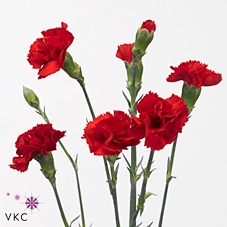 Dianthus Sp Pino