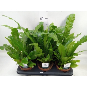 Asplenium nidus 'Campio'