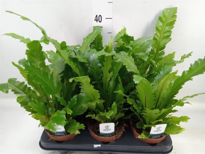 <h4>Asplenium nidus 'Campio'</h4>
