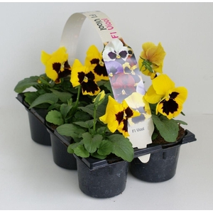 Viola F1 Geel Met Oog Sixpack