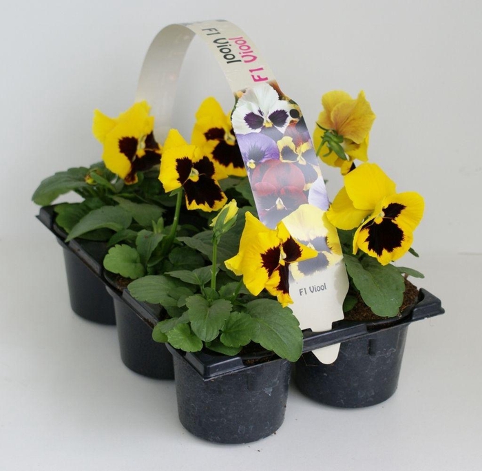 <h4>Viola F1 Geel Met Oog Sixpack</h4>