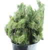 PINUS MUGO