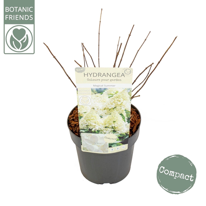 <h4>Hydrangea paniculata</h4>