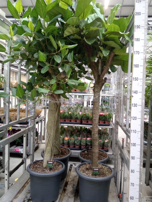 <h4>Ficus benghalensis 'Audrey'</h4>