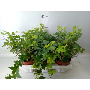 Hedera   ...green leafed