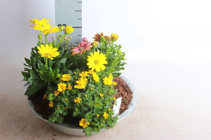 <h4>ARR TUINPLANTEN</h4>