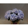 Hydrangea lollipop blue