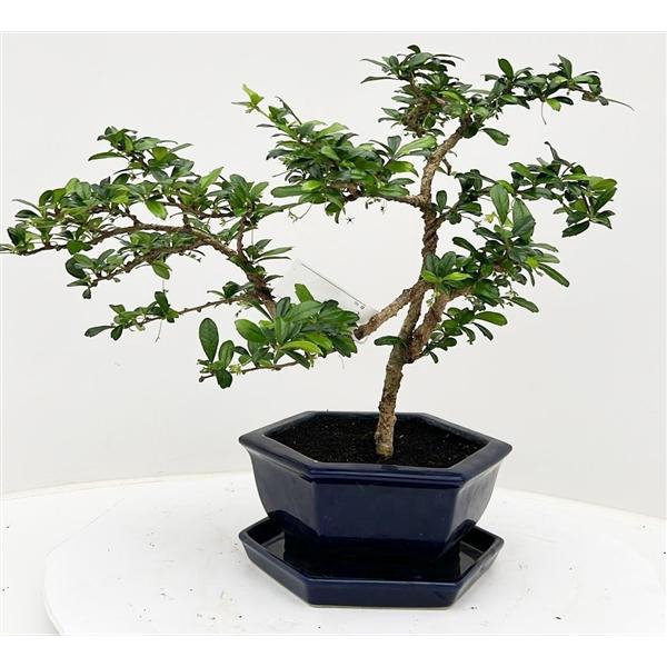 <h4>Carmona macrophylla, pot 19 cm , height 40 cm. with driptray. (single item)</h4>
