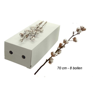 GOSSYPIUM WIT 8 KOP H%