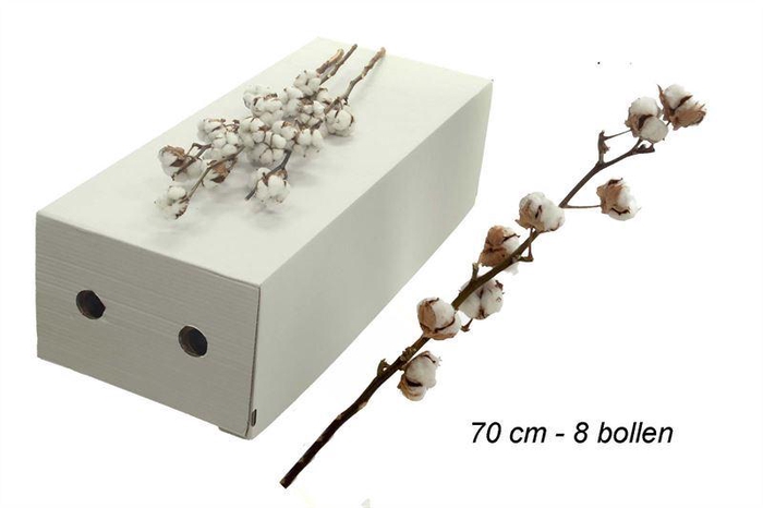 <h4>GOSSYPIUM WIT 8 KOP H%</h4>