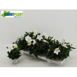 PLATYCO GR ASTRA WHI