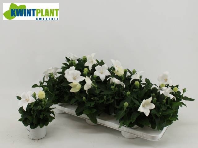 <h4>PLATYCO GR ASTRA WHI</h4>